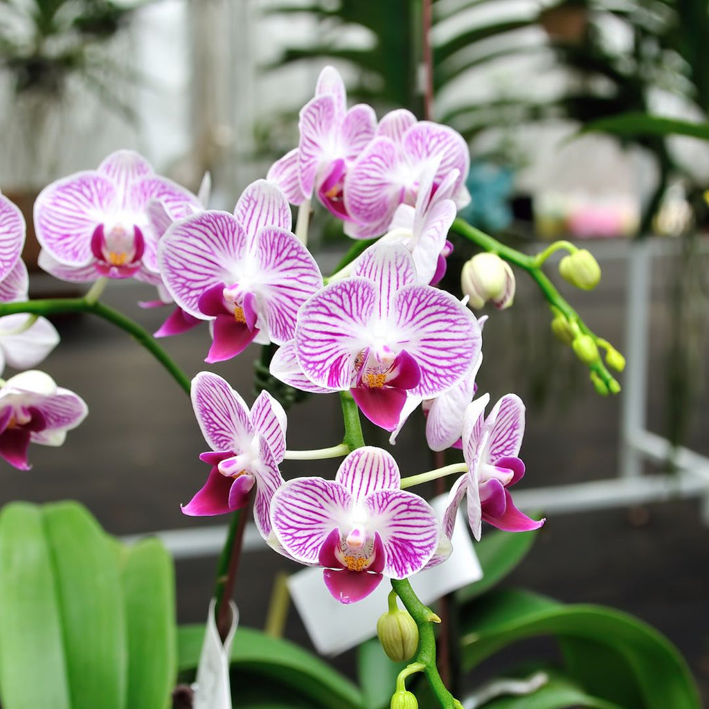 Tips para Cuidar tus Orquídeas