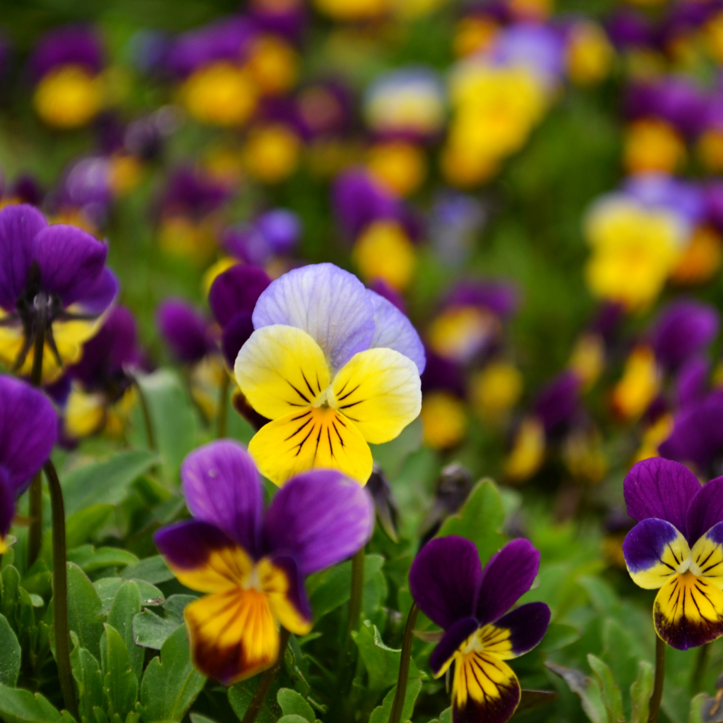 Flores que serán Tendencia en Otoño 2022