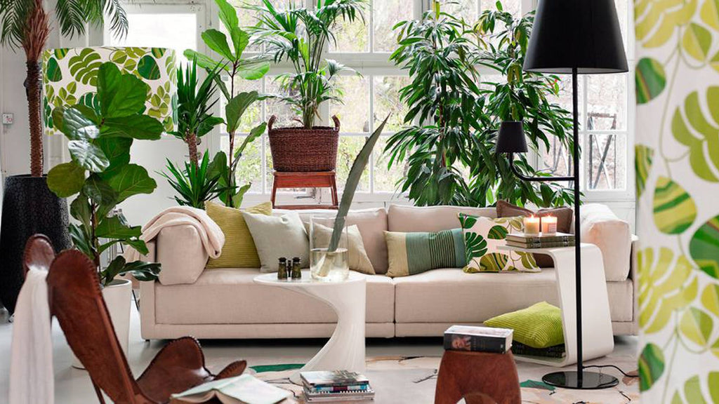 Los Mejores Consejos para Cuidar tus Plantas de Interior