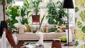 Los Mejores Consejos para Cuidar tus Plantas de Interior