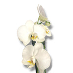 Orquídea Star