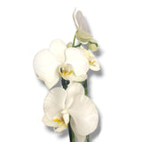 Orquídea Star