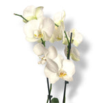 Orquídea Luxury