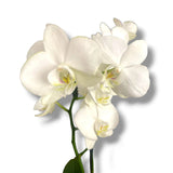 Orquídea Pinky