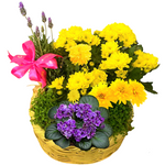 Canasto For Mom