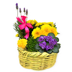 Canasto For Mom