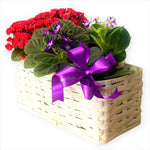 Cesto Best Wishes