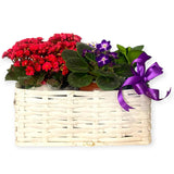 Cesto Best Wishes