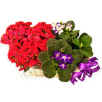 Cesto Best Wishes