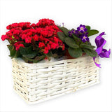Cesto Best Wishes