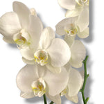 Orquídeas Imperial
