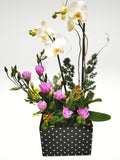 Demuestra tú cariño con este Hermoso Arreglo Floral de Orquídea color Blanco símbolo de sofisticación y de pureza. Arreglo de Orquídeas blancas con follaje verde en base metálica Negra de Puntos. El tamaño de la Orquídea puede variar según la disponibilidad en el momento del año. Incluye tarjeta para mensaje.