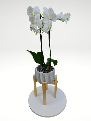 DESCRIPCIÓN: Este Diseño de Orquídea de doble vara en color Blanco en maceta de cerámica con corte prismático y base de madera será el regalo súper trendy para tu persona favorita. La orquídea viene sembrada en maceta de plástico a fin de poder ser trasplantada, de acuerdo a su crecimiento. Con los cuidados correctos, será un hermoso regalo para toda la vida!  ENVÍO GRATIS!  ESPECIFICACIONES DEL ARREGLO:  El tamaño de la Orquídea puede variar según la disponibilidad por temporada