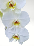 DESCRIPCIÓN: Este Diseño de Orquídea de doble vara en color Blanco en maceta de cerámica con corte prismático y base de madera será el regalo súper trendy para tu persona favorita. La orquídea viene sembrada en maceta de plástico a fin de poder ser trasplantada, de acuerdo a su crecimiento. Con los cuidados correctos, será un hermoso regalo para toda la vida!  ENVÍO GRATIS!  ESPECIFICACIONES DEL ARREGLO:  El tamaño de la Orquídea puede variar según la disponibilidad por temporada