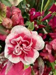 Es el momento de enviar una gran muestra de amor! Imponente diseño floral que emana distinción, originalidad y elegancia.  ENVÍO GRATIS!  ESPECIFICACIONES DEL ARREGLO:  Sutil mezcla de renáculos, briantus, astromelias, y delicado follaje Base cerámica gris Incluye tarjeta para dedicatoria Altura aproximada 80 cms