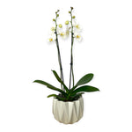 Orquídea Star
