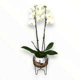 Orquídea Luxury