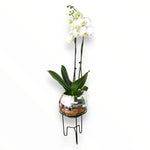Orquídea Luxury