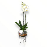 Orquídea Luxury