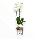 Orquídea Luxury