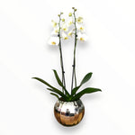Orquídea Luxury