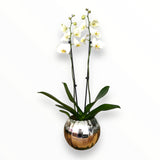 Orquídea Luxury