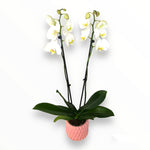 Orquídea Pinky