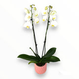 Orquídea Pinky