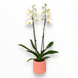 Orquídea Pinky