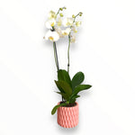 Orquídea Pinky