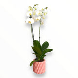Orquídea Pinky
