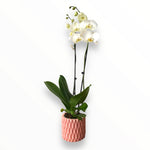 Orquídea Pinky