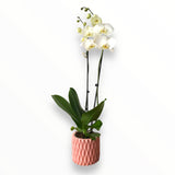 Orquídea Pinky