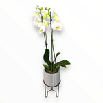 Orquídea Lili