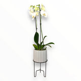 Orquídea Lili
