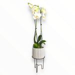Orquídea Lili