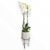 Orquídea Lili