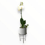 Orquídea Lili