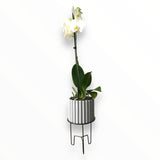 Orquídea Lili