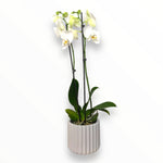 Orquídea Lili