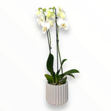 Orquídea Lili