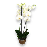 Orquídea Good Vibes