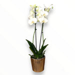 Orquídea Good Vibes