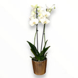 Orquídea Good Vibes