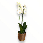 Orquídea Good Vibes