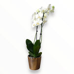 Orquídea Good Vibes
