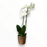 Orquídea Good Vibes