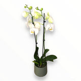 Orquídea Green Love