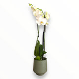 Orquídea Green Love