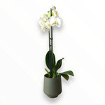 Orquídea Green Love